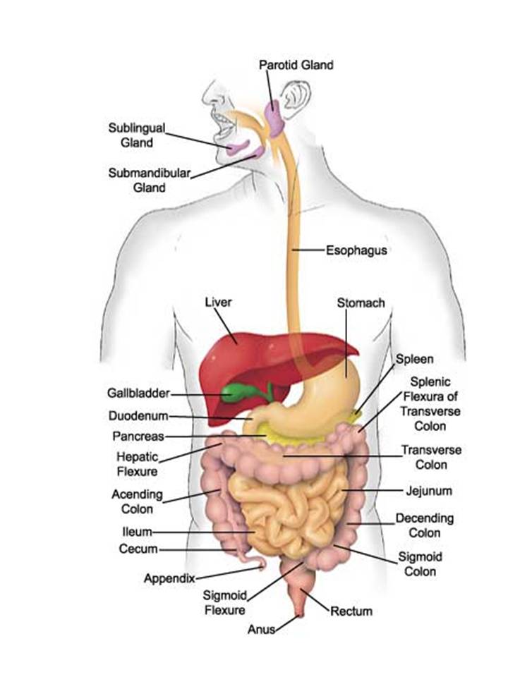 human digestive system diagram