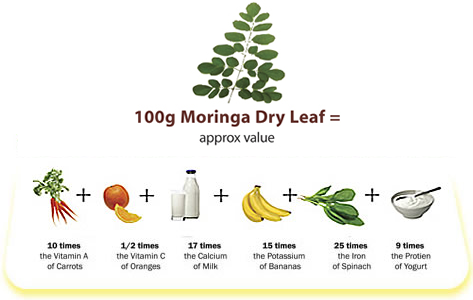 moringa-top